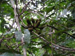 Uvaria angolensis