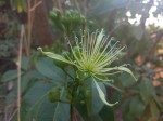 Ritchiea capparoides
