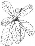 Sterculia subviolacea