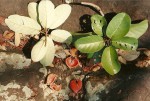 Sterculia subviolacea