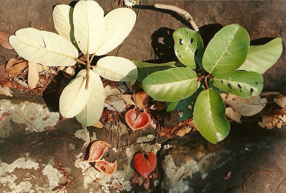 Sterculia subviolacea
