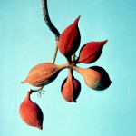 Sterculia subviolacea