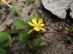 Triumfetta digitata
