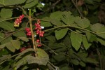 Brucea antidysenterica