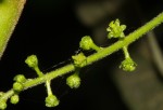 Brucea antidysenterica