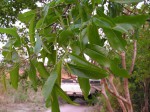 Ochna afzelii