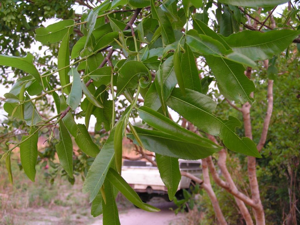 Ochna afzelii