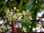 Ochna afzelii