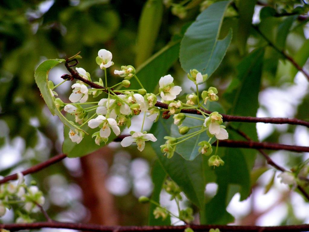 Ochna afzelii