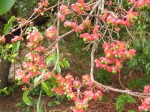 Ochna afzelii