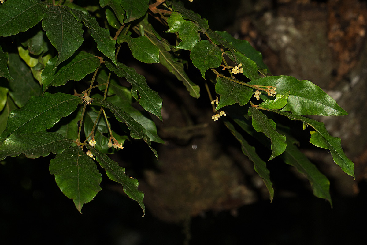 Lepidotrichilia volkensii