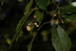 Lepidotrichilia volkensii