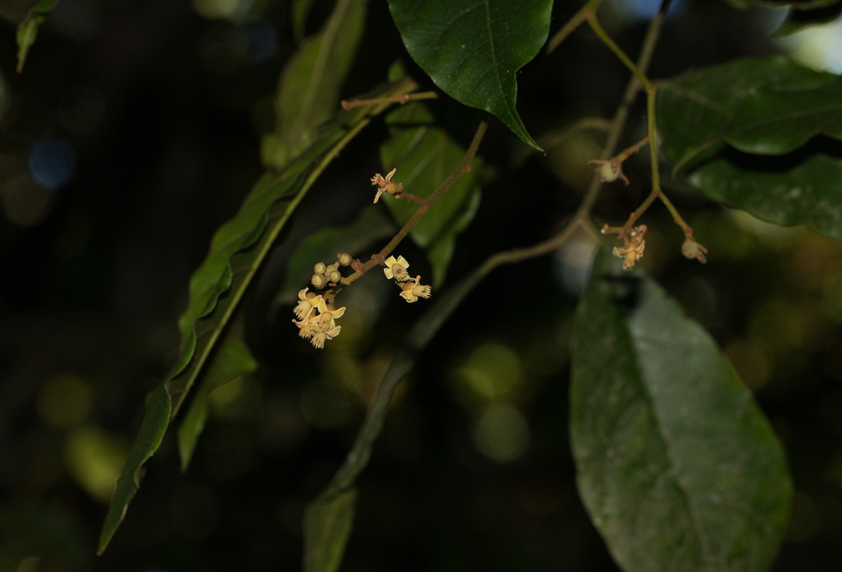Lepidotrichilia volkensii