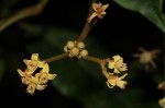 Lepidotrichilia volkensii