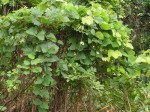 Mucuna poggei