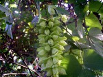 Mucuna poggei