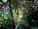 Mucuna poggei