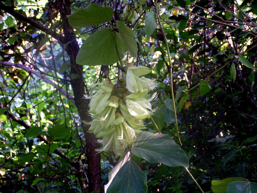 Mucuna poggei