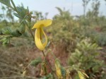 Aeschynomene baumii var. baumii