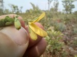 Aeschynomene baumii var. baumii