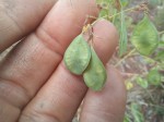 Aeschynomene baumii var. baumii