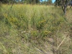 Kotschya africana var. africana