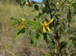 Kotschya africana var. africana