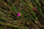 Sphenostylis briartii