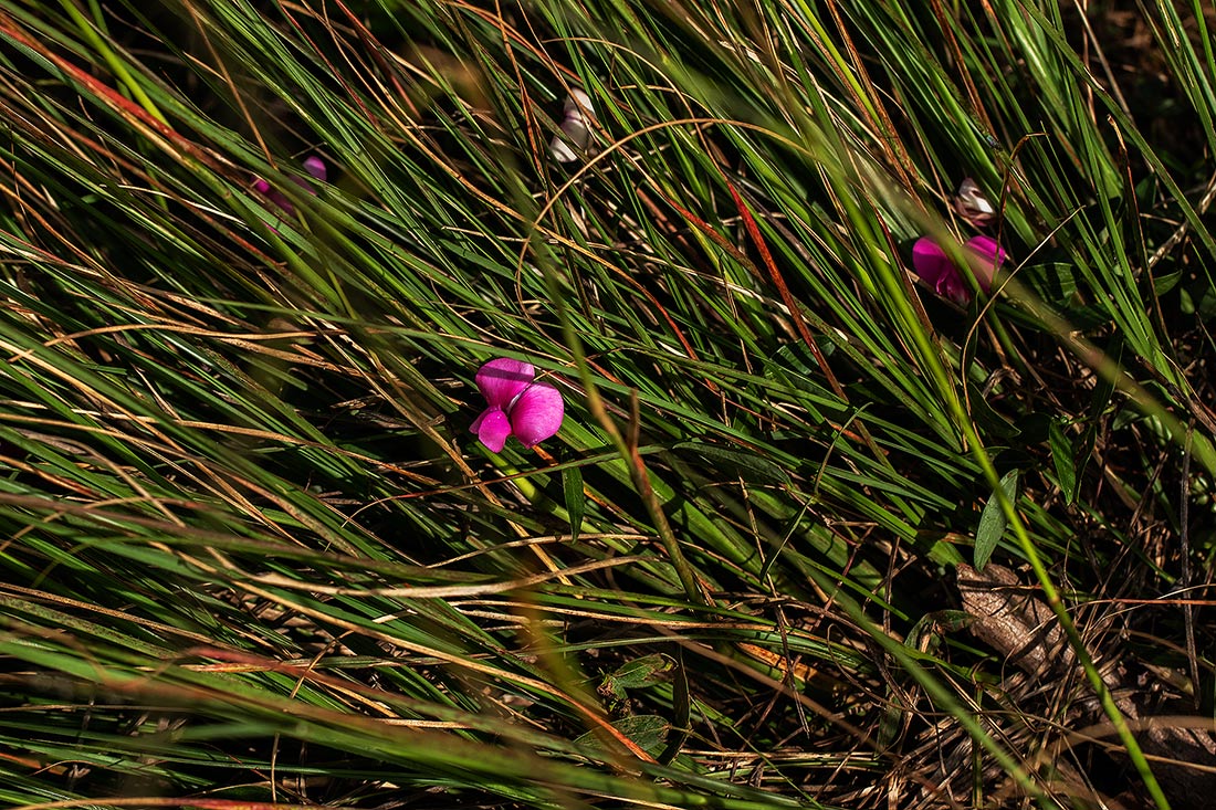 Sphenostylis briartii