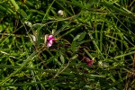 Sphenostylis briartii