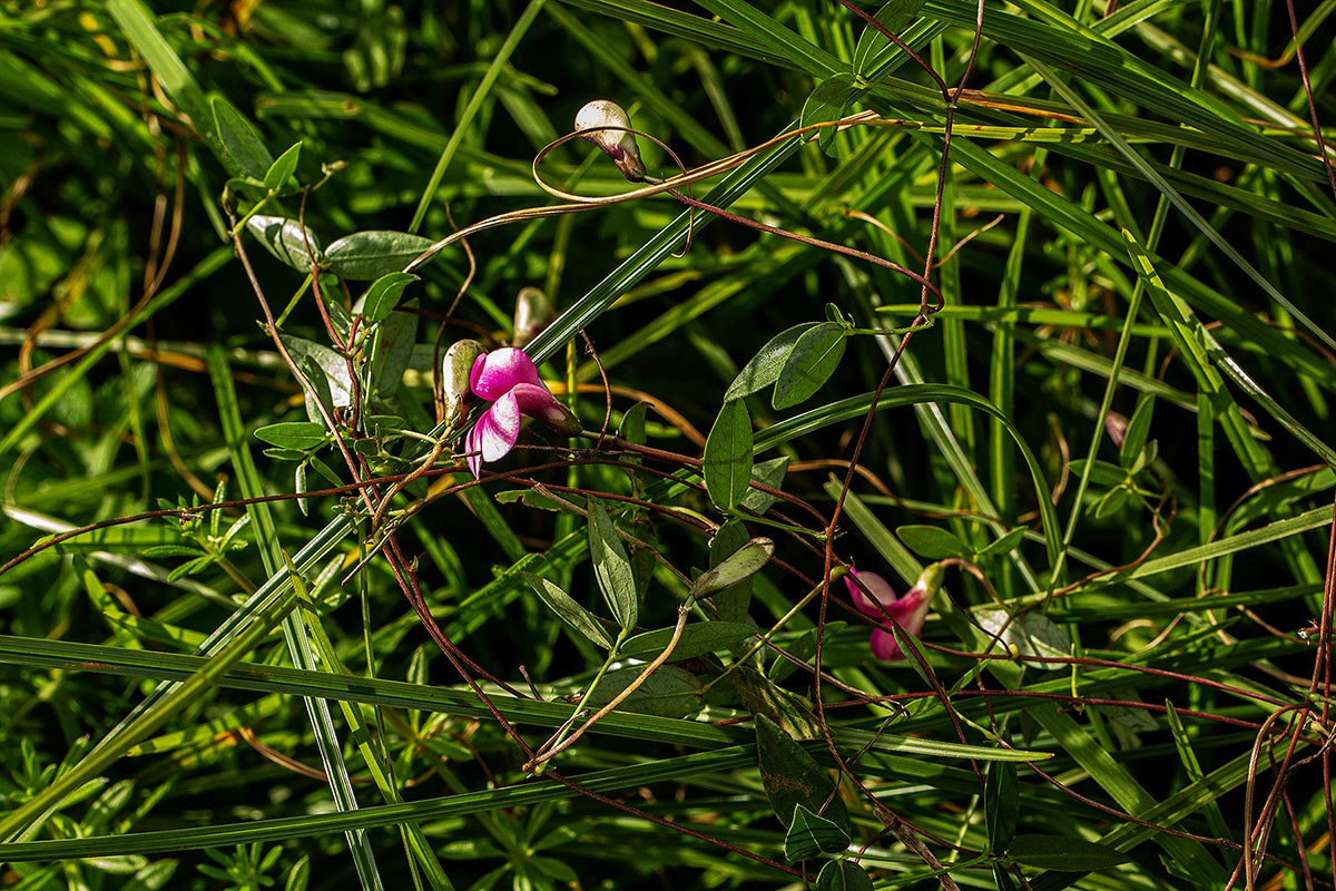 Sphenostylis briartii