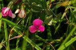 Sphenostylis briartii