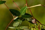 Sphenostylis briartii