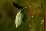 Sphenostylis briartii