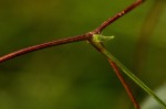 Sphenostylis briartii