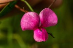 Sphenostylis briartii