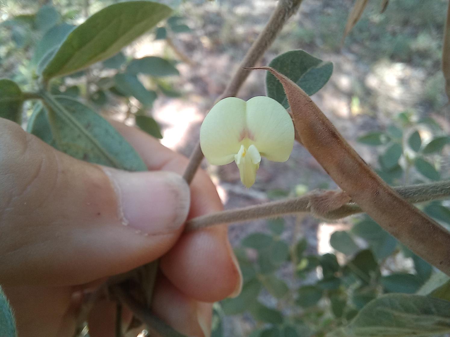 Macrotyloma ellipticum