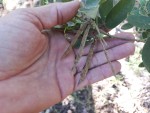 Macrotyloma ellipticum