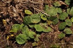 Eriosema flexuosum