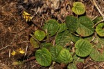 Eriosema flexuosum