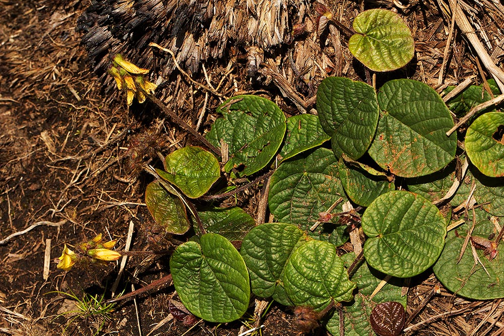 Eriosema flexuosum