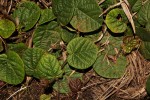 Eriosema flexuosum