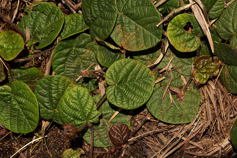 Eriosema flexuosum