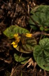 Eriosema flexuosum