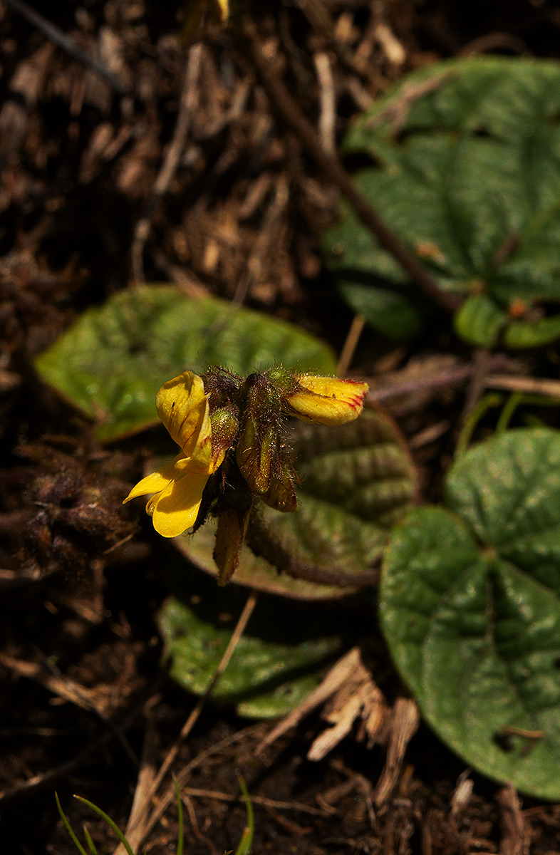 Eriosema flexuosum