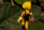 Eriosema flexuosum