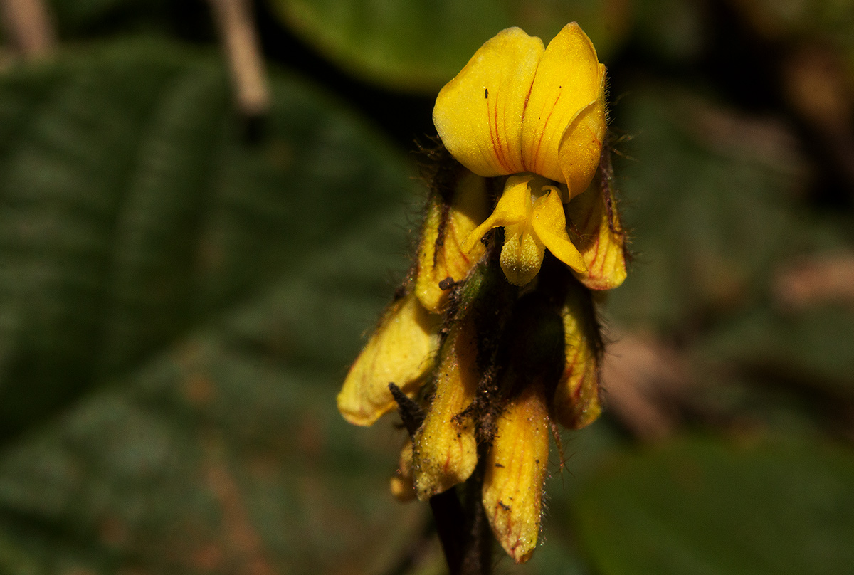 Eriosema flexuosum