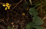 Eriosema flexuosum