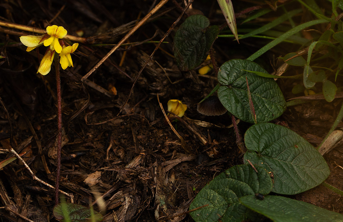 Eriosema flexuosum