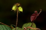 Eriosema flexuosum